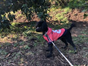 ペットとみかん狩り松本農園