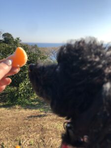 ペットとみかん狩り松本農園