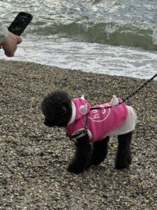 犬友さんのわんこ