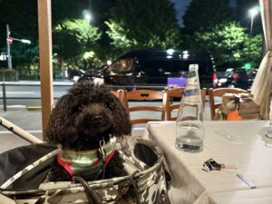 ジョコンド　イタリアン　ペット可